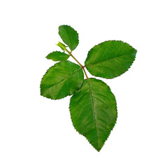 rose green leaf on a white background. Isolate