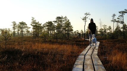 White mongrel dog walks in the autumn morning in the Kemeri bog
