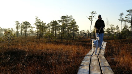 Fototapeta na wymiar White mongrel dog walks in the autumn morning in the Kemeri bog