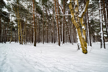 A beautiful landscape view of open British woodland with a empty snow covered bench during a rare heavy snowstorm