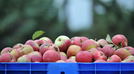 Cart full of industrial apples after picking in orchard