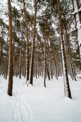 Fototapeta premium A beautiful landscape view of open British woodland with a empty snow covered bench during a rare heavy snowstorm