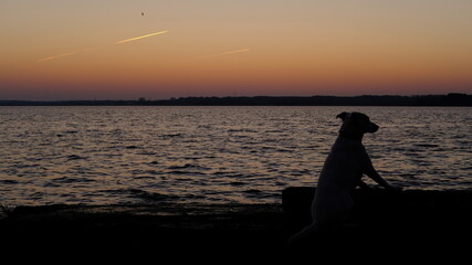 Plakat White mongrel dog meets sunrise by the lake in Riga