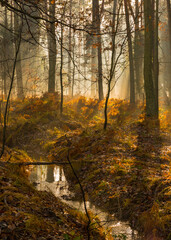 Foggy morning in the forest. Winter time light. © JackUli