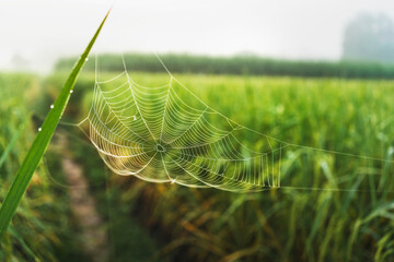 spider web on green leaf in meadow