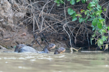 The giant otter or giant river otter (Pteronura brasiliensis)