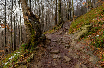 Muddy hiking trail in Bieszczady, Poland. Late autumn in the mountains. © JackUli