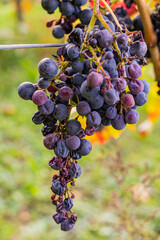 Black grapes and colorful leaves on the vine in the vineyard