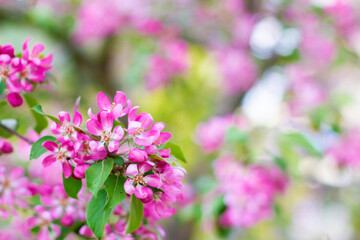 Blooming branches of a decorative apple tree. A blossoming tree.