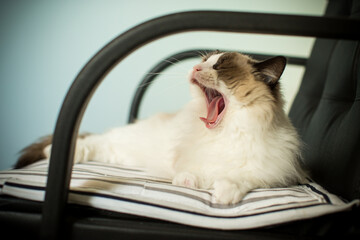 Young beautiful purebred Ragdoll cat at home