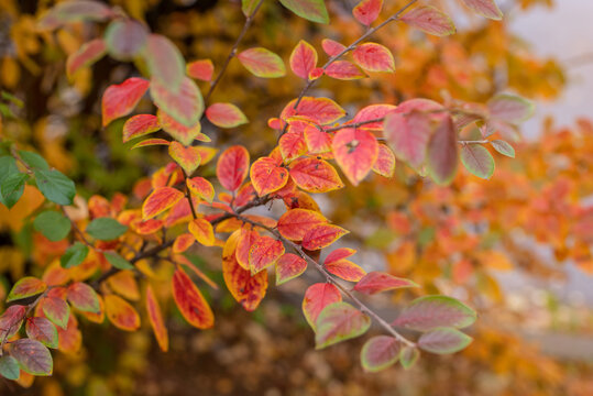 Out of focus photo of bright autumn background leaves of chokeberry bush. 