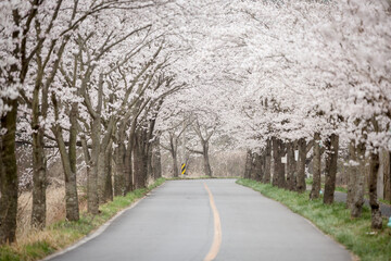 벚꽃길