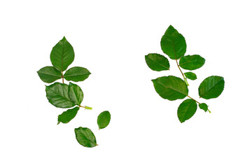 Set of rose green leaves on white background. Isolate