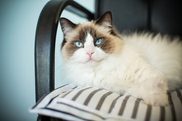Young beautiful purebred Ragdoll cat at home