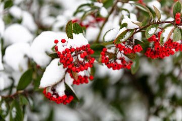 Red berries covered in snow during the winter
