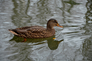 duck in the water