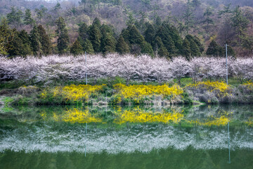 벚꽃,개나리 그리고 반영