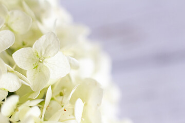 White hydrangea flowers tender romantic floral background