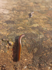worm on vertical wall, vivid colors