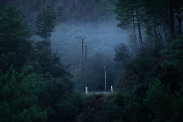 Obraz premium Ligne électrique longeant une route perdue qui traverse une forêt dense et sauvage en montagne dans le brouillard matinal d'automne. Cévennes, France.