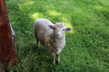 Obraz premium A young fluffy white lamb on bright green grass on a sunny day