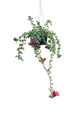 Red flower of Lipstick Vine or Aeschynanthus radicans jack hanging in black plastic pot isolated on...