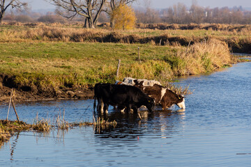 Rzeka Brzozówka, lewostronny dopływ Biebrzy, Podlasie, Polska © podlaski49