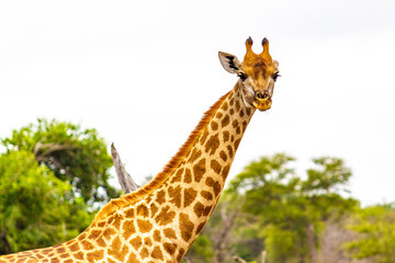 Beautiful tall majestic giraffe Kruger National Park safari South Africa.
