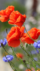 Obraz premium red poppy and cornflower