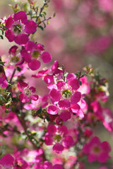 Pink red flowers of the Australian native Leptospermum tea tree Riot cultivar, family Myrtaceae