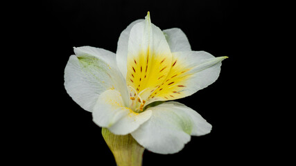 Obraz na płótnie Canvas white calla lily