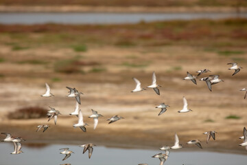 Sand Pipers Flocking and Diving in a Northern California Estuary Sanctuary Coordinating their Flight