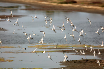 Sand Pipers Flocking and Diving in a Northern California Estuary Sanctuary Coordinating their Flight