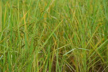 Rice field scenery in the harvest season, Asia