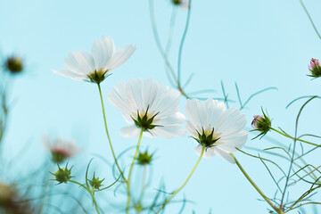 White Cosmos