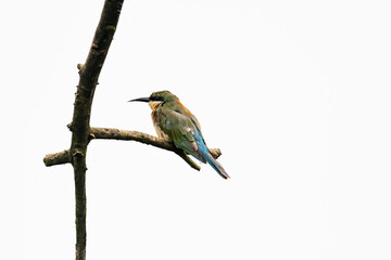 Colorful Blue Tail Bee Eater 