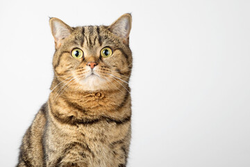 Portrait of a Scottish straight cat, close-up on a white background