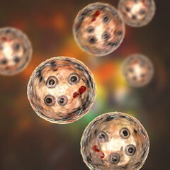 Cysts of Entamoeba histolityca