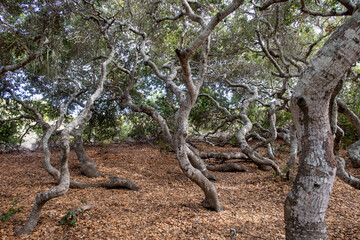 Pygmy Oak Trees Found in the Elfin Forest Near the Morro Bay Wetland Estuary, California, and...