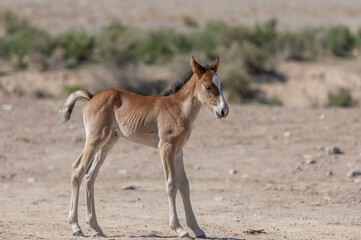 Cute Wild Horse Foal in the Utah Desert