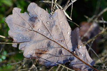 Blatt mit Tautropfen