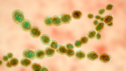 Leuconostoc bacteria, 3D illustration
