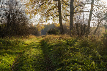 A road overgrown with green grass and birch trees with yellow leaves in the background light.