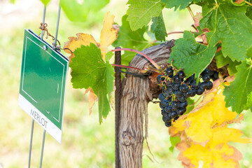 Merlot on the Czech-Austrian border near the village of Hnanice