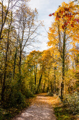 Obraz premium Münchenstein, Wald, Waldweg, Auwald, Laubbäume, Birs, Birstal, Baselland, Herbst, Herbstfarben, Herbstsonne, Wanderweg, Schweiz