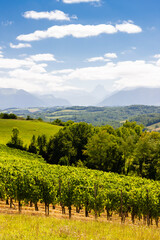 Obraz premium vineyard in south Jurancon, France