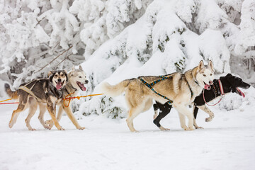 sledge dogging, Sedivacek's long, Czech Republic