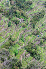 Fototapeta na wymiar vineyards on Coast, Cinque Terre, Italy