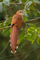 Squirrel Cuckoo  perched on a branch in the rainforest