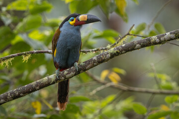 Plate-billed Mountain-Toucan perched on a branch